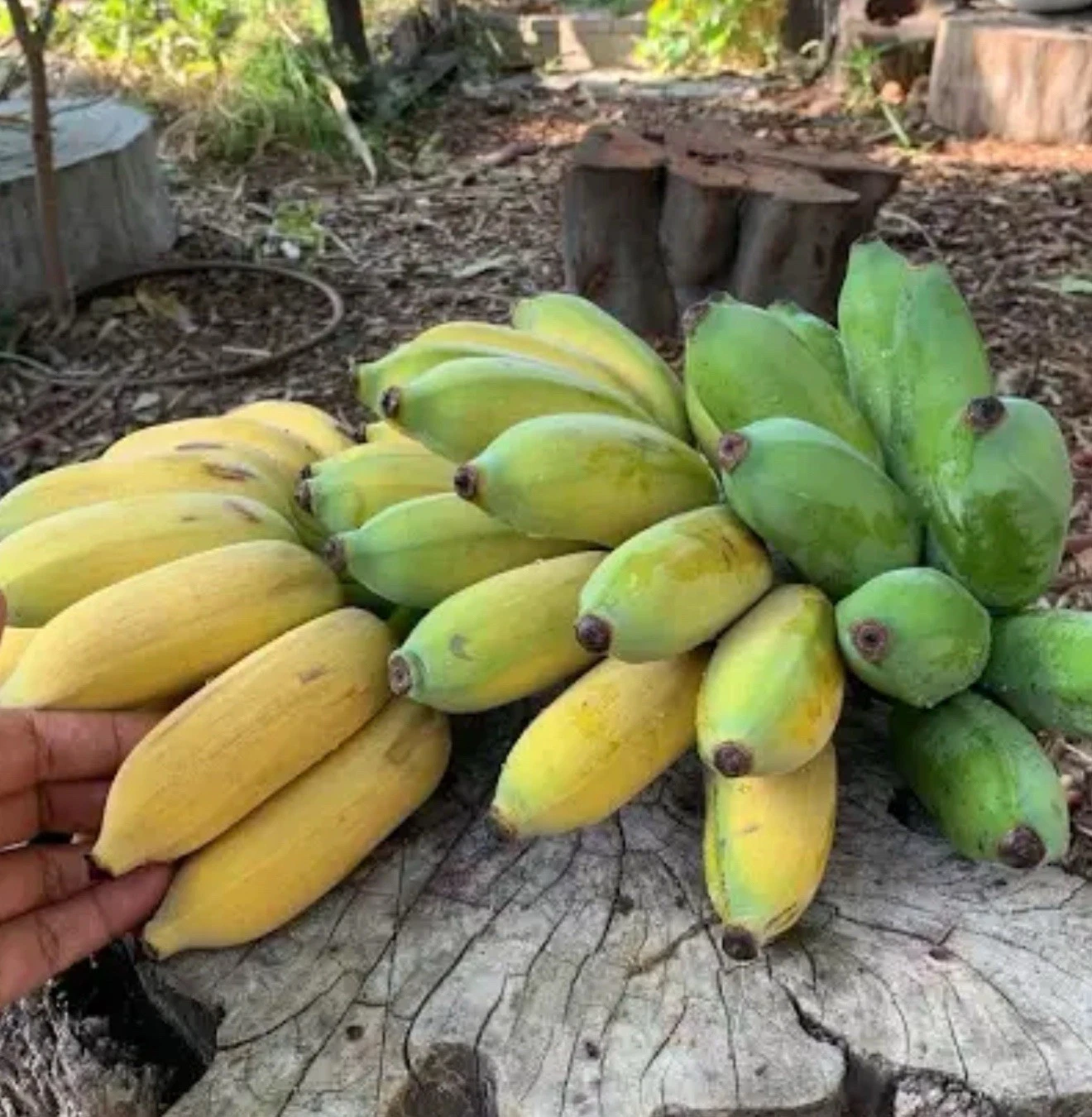 Gold Finger Banana Tree Starter Plant Well Rooted, Musa Acuminata Live Tropical Banana for Container or Garden Growing