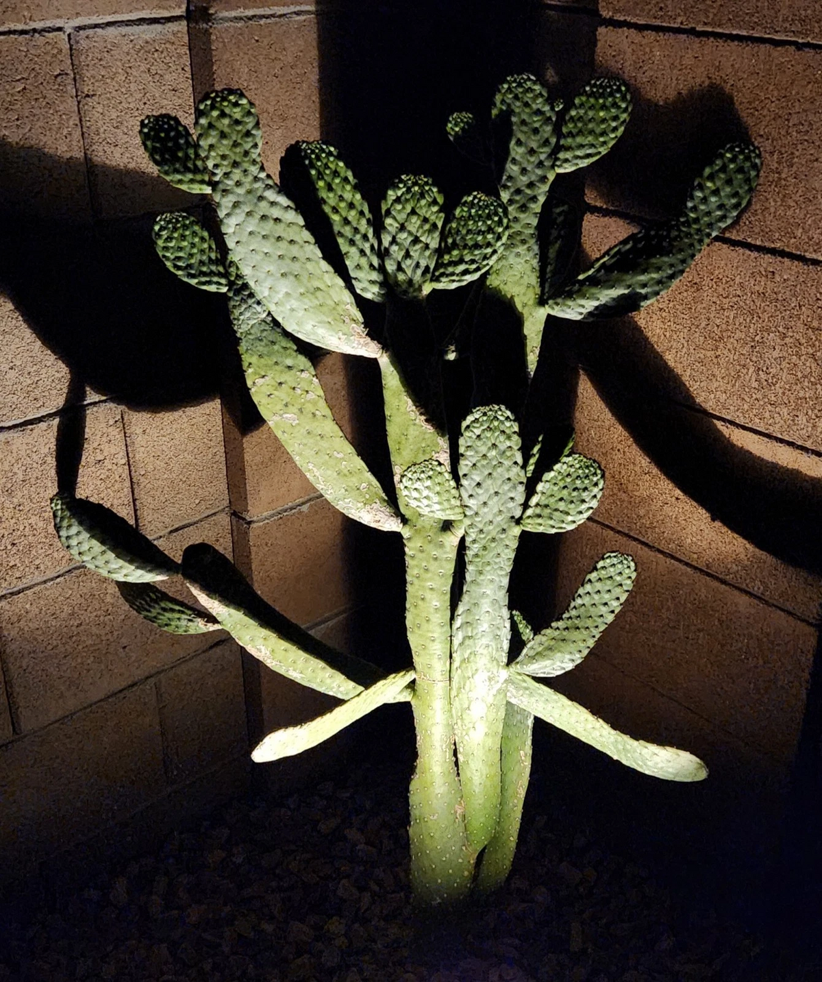 Consolea Rubescens Cactus Pad Cutting Live, Road Kill Opuntia Type Pad Segment for Propagation