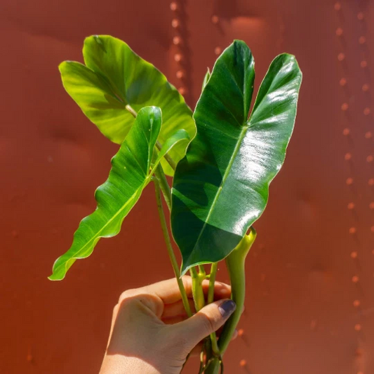 Philodendron Burle Marx Cutting – Unrooted Cutting with Air Roots and Multiple Nodes for Propagation
