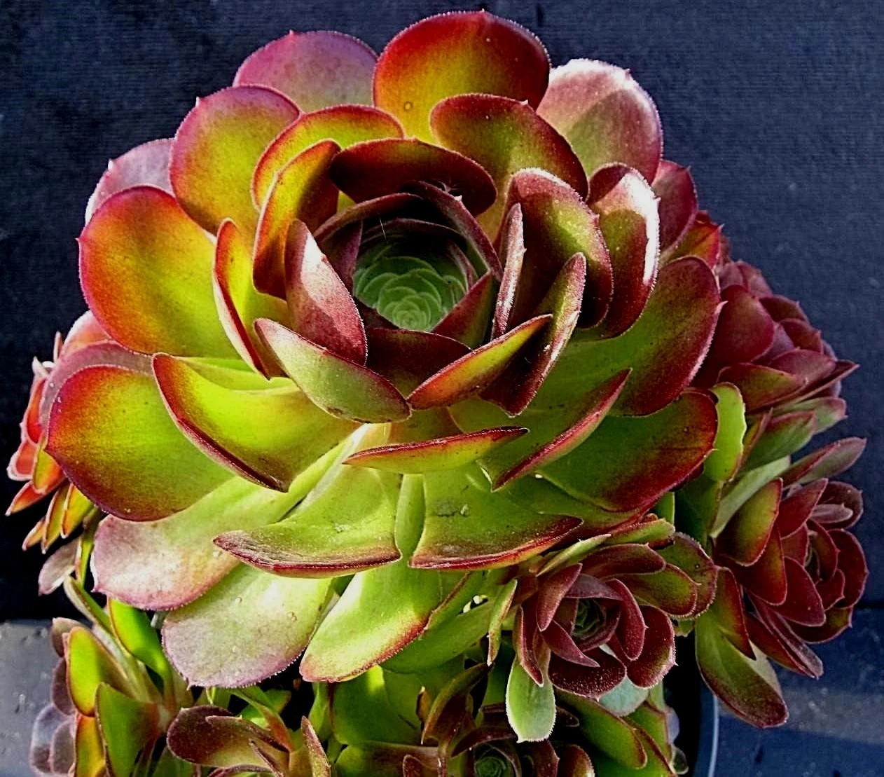 Aeonium Durango Succulent Cuttings – 2 Live Unrooted Aeonium Cuttings for Propagation