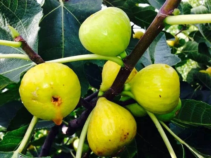 White Marseille Fig Tree Cuttings – 2 Unrooted Ficus carica Scions with Willow Water Rooting Soak