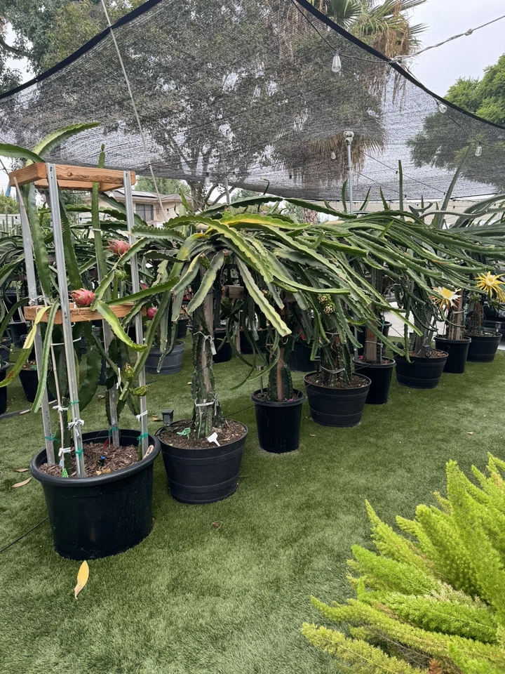 Dragon Fruit Cuttings – 12 Live 8–14 Inch Pitaya Cactus Cuttings for Planting and Propagation