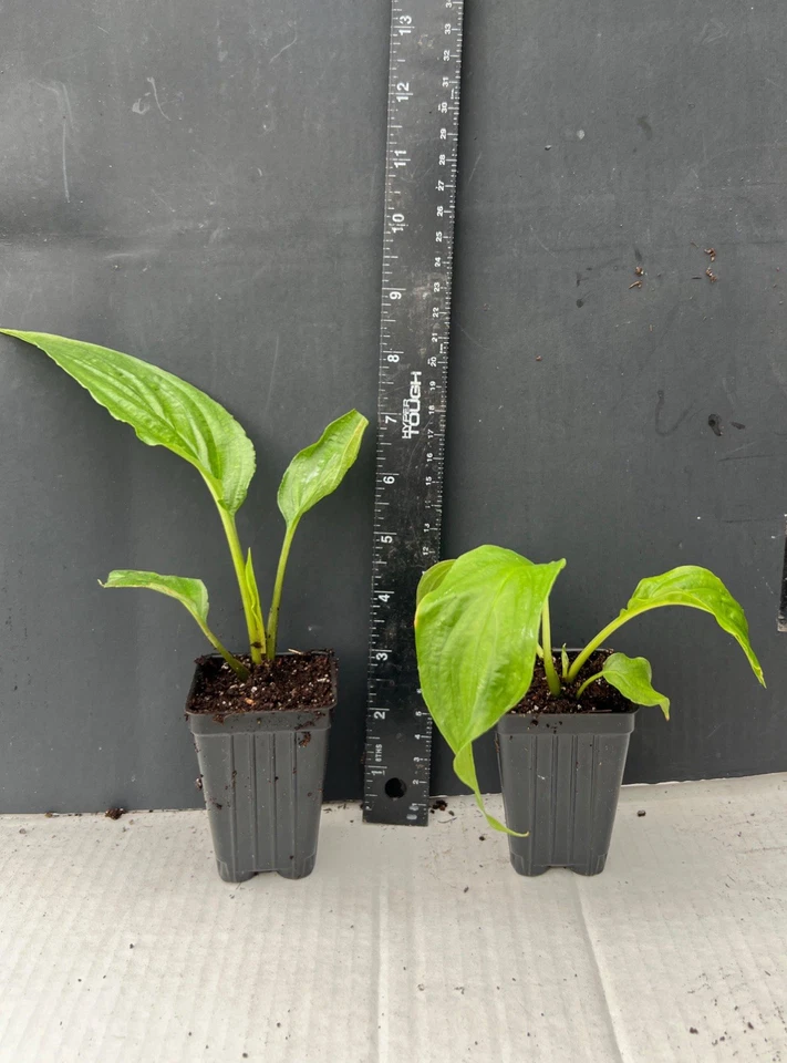 White Bat Flower Tacca integrifolia Small Rooted Starter Plant