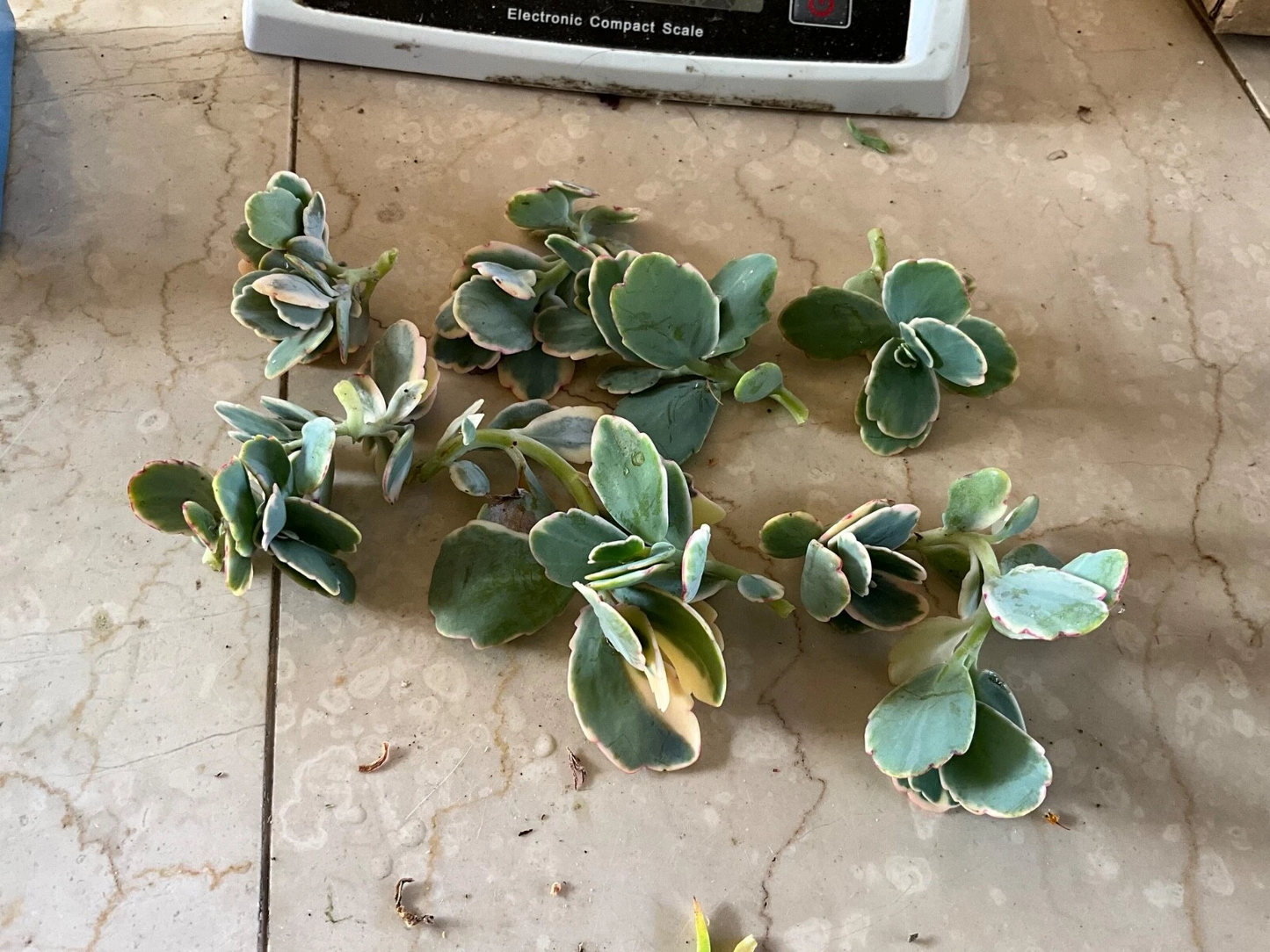 Kalanchoe fedtschenkoi Lavender Scallops | Live Succulent Cutting or Starter | Variegated Lavender Edges | Easy Care Plant