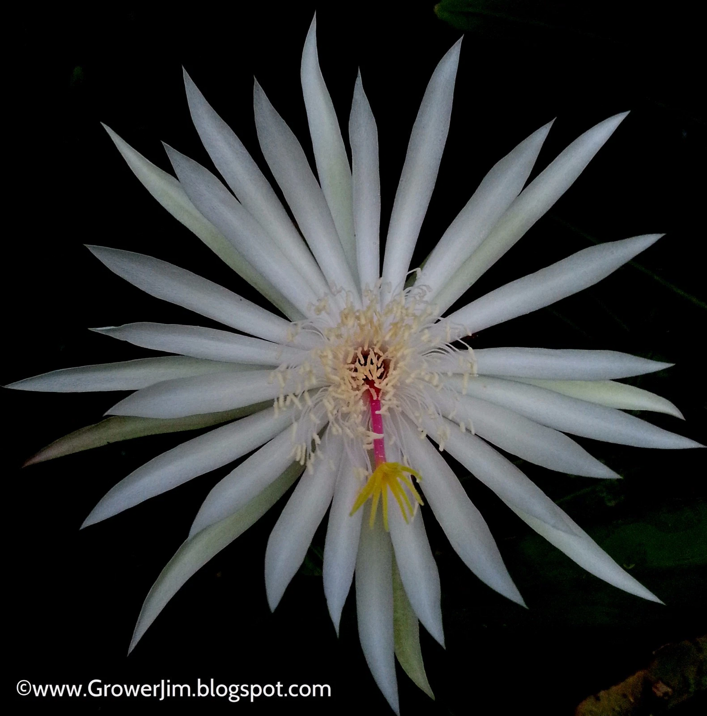 Epiphyllum Hookeri Orchid Cactus Cuttings – 5 Live Night Blooming Cactus Cuttings for Planting