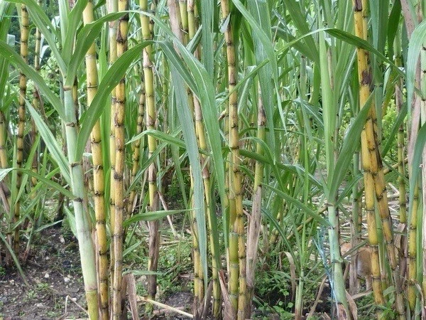 Sugarcane Rooted Cuttings – 5 Live Saccharum officinarum Plants, Tropical Cane Starter for Planting