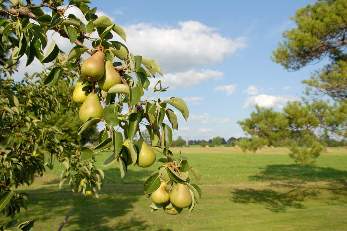 5 Organic Pear Tree Unrooted Cuttings, 10" Long Each, Perfect for Propagation, Fruit Tree, Grow Your Own Pears, Hardy and Easy to Grow