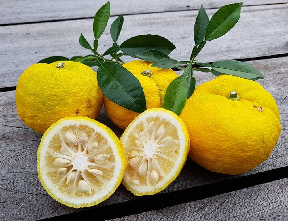 Citrus junos Cuttings - 3 Count - Yuzu - Cold Hardy Citrus - Fragrant Fruit