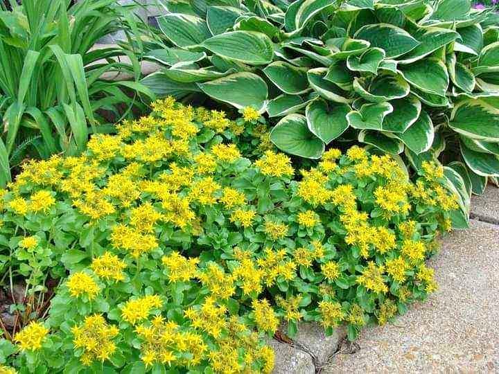 Golden Creeping Sedum (Sedum kamtschaticum) Yellow Ground Cover Perennial Plant - Fast Spreading Bare Root, Drought Tolerant