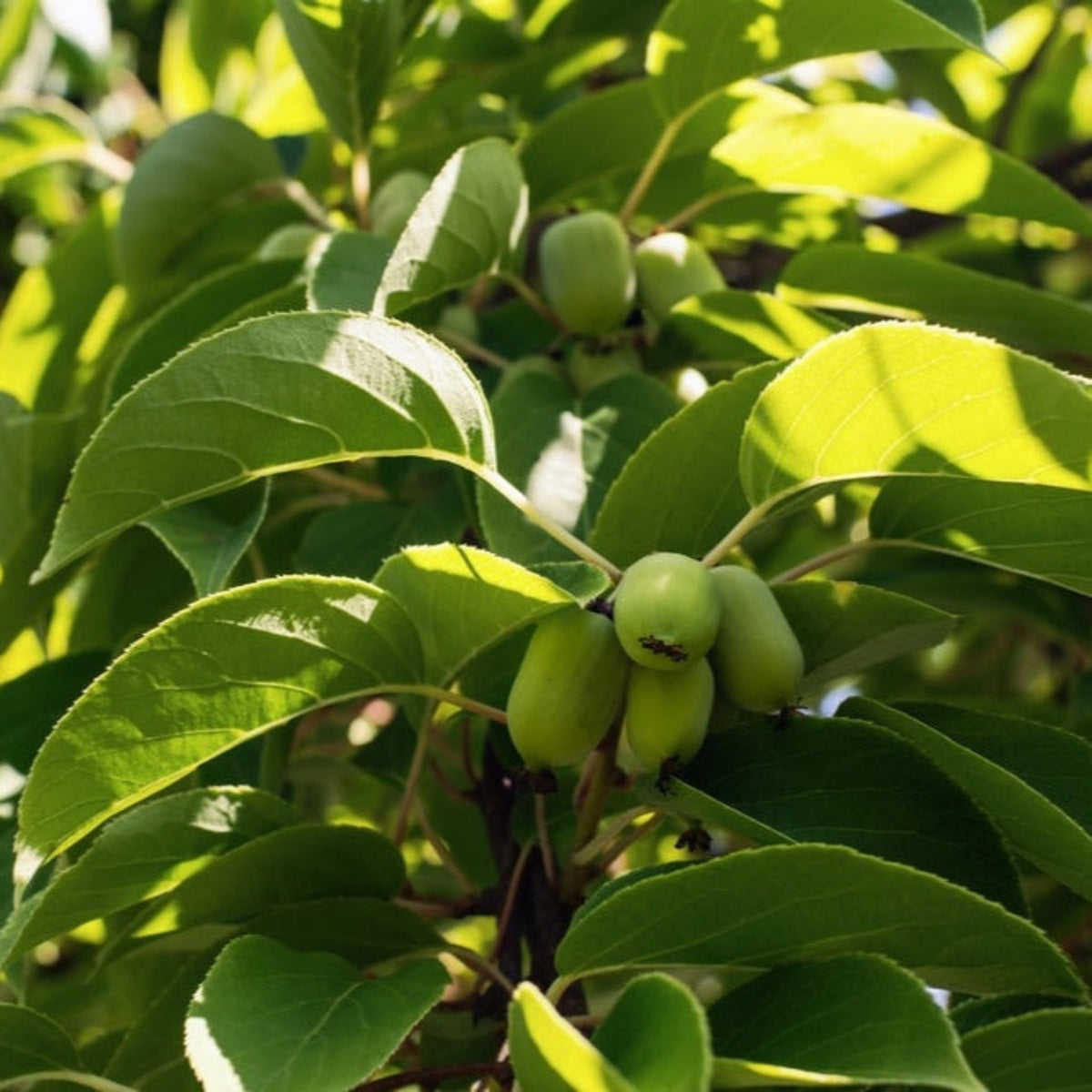 Prolific Kiwi
