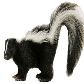 Skunk Scent