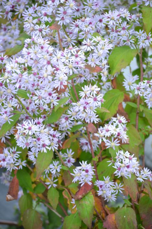Symphyotrichum Cordifolium Seeds (500) Heartleaf Aster – Native Perennial Wildflower, Purple Flowers, Pollinator Plant