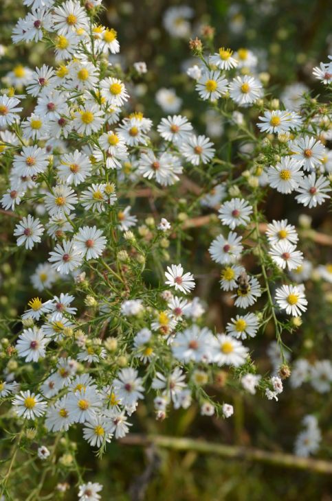 Symphyotrichum Pilosus Seeds (100) Aster Pilosus – Native Perennial Wildflower, Purple Daisy Blooms, Pollinator Plant