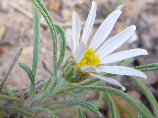 Townsendia fendleri Seeds – Fendler’s Easter Daisy, Rare Alpine Wildflower, Low-Growing Perennial (100 Seeds)