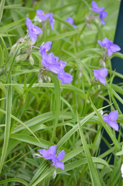 Tradescantia Bracteata Seeds (150) Longbract Spiderwort – Native Perennial Wildflower, Blue Purple Blooms, Pollinator Plant