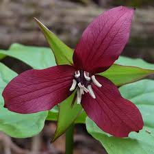 5 Red Trillium Plants - Bare Root Trillium erectum | Native Shade Wildflower | Perennial for Woodland Gardens