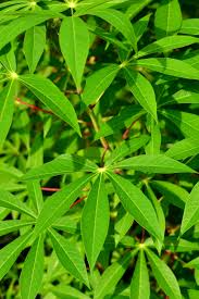 Manihot esculenta Cuttings - 5 Count - Sweet Cassava - Yuca Plant