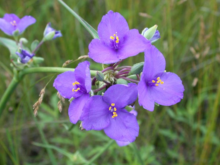 100 Tradescantia occidentalis Seeds | Western Spiderwort | Native Perennial Wildflower for Prairie Gardens & Pollinators