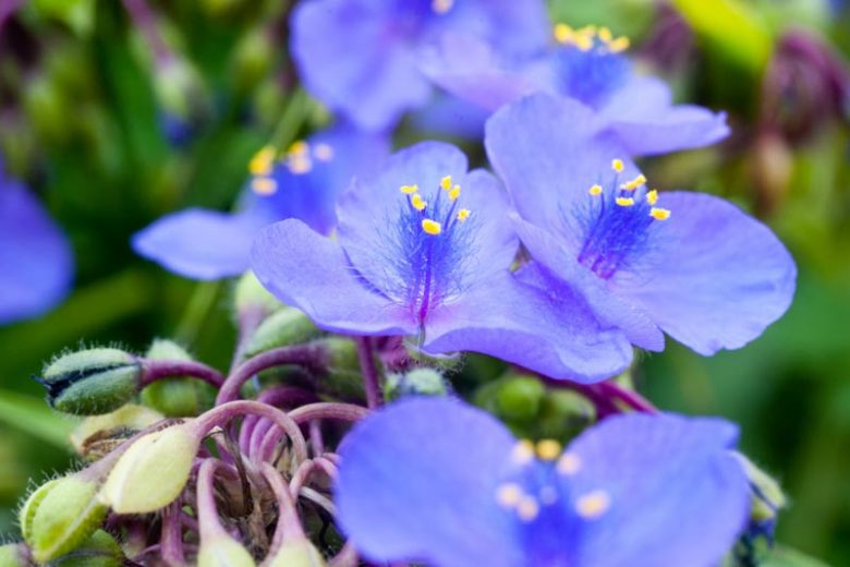 12 Virginia Spiderwort Tradescantia unrooted Cuttings | Native Flower Plant Stem | Easy Grow Blue Wildflower Garden Perennial Propagation