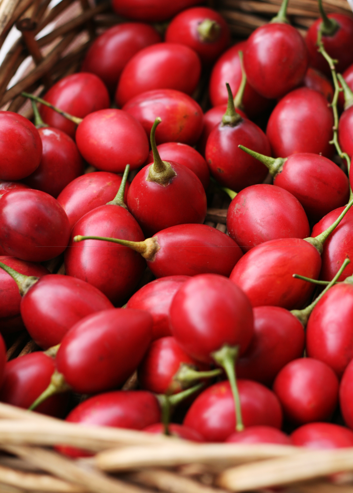 Tree Tomato, Red (Cyphomandra betaceae)
