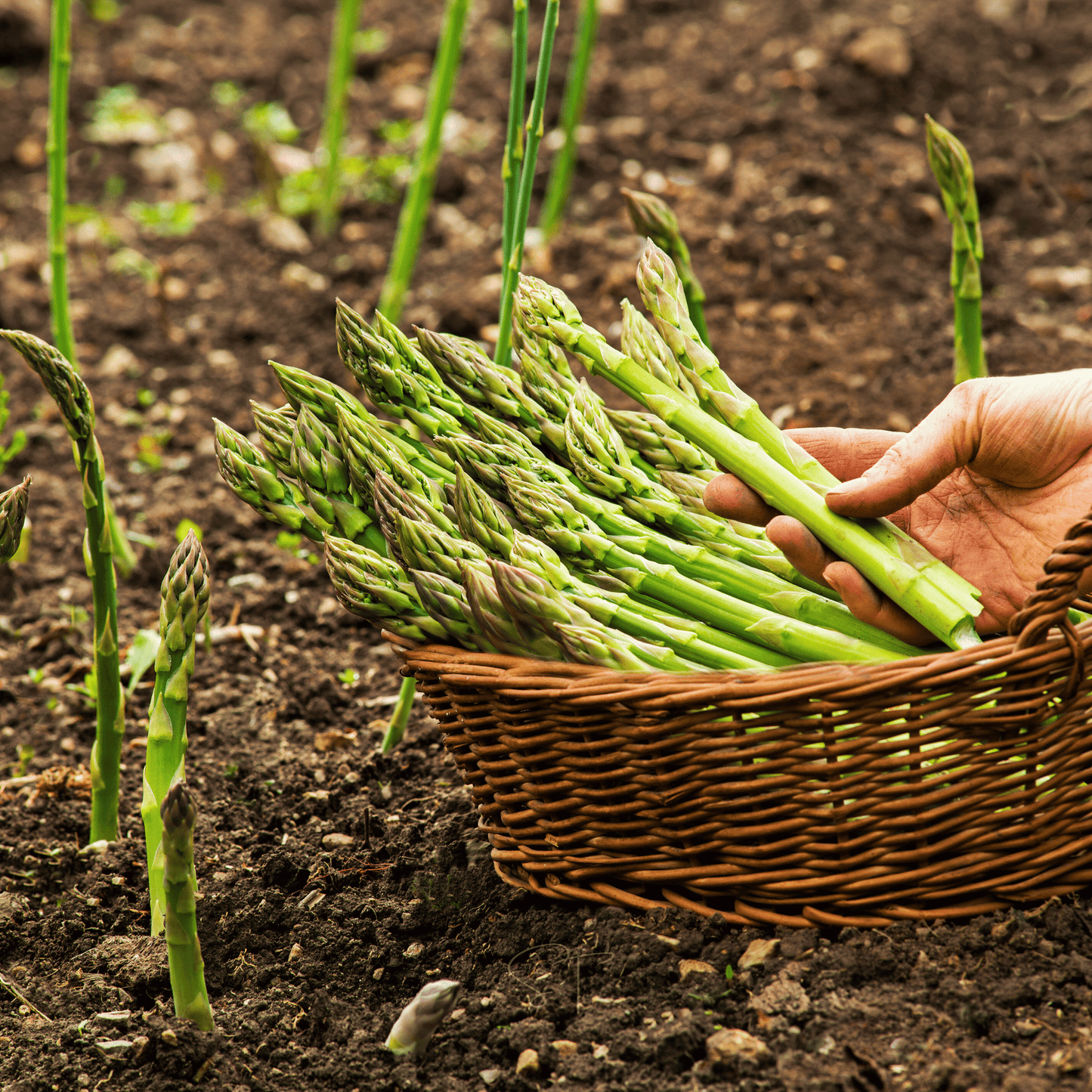 UC157 F2 Asparagus – 50 Seeds