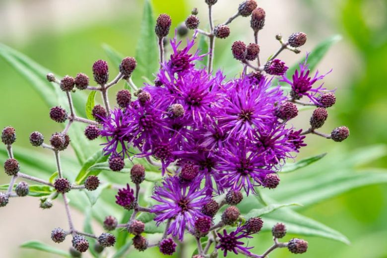 Vernonia Angustifolia Seeds (100) Narrowleaf Ironweed – Native Perennial Wildflower, Purple Blooms, Pollinator Plant