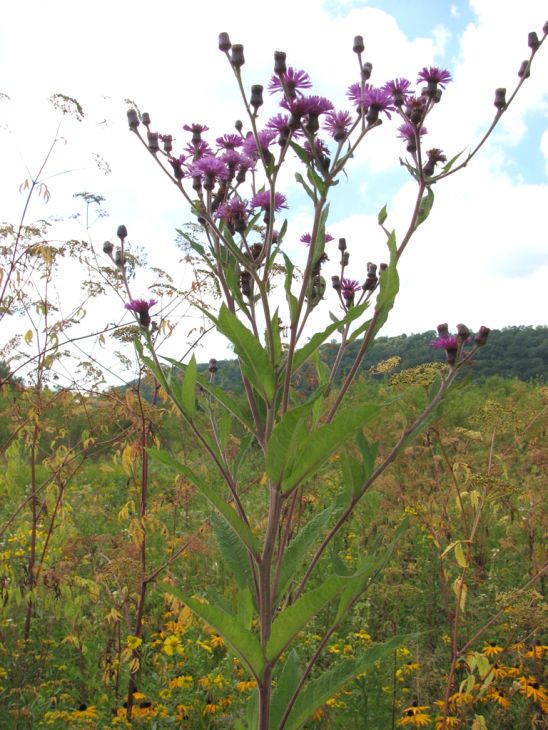 Vernonia Noveboracensis Seeds (100) New York Ironweed – Native Perennial Wildflower, Purple Blooms, Pollinator Plant