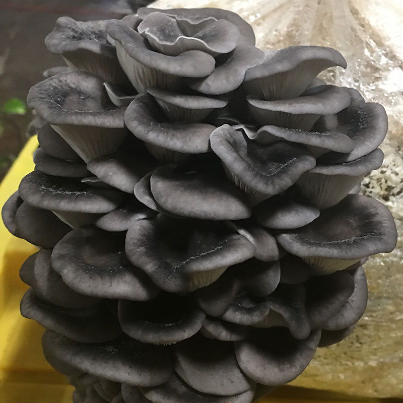 Warm Blue Oyster MycoGarden Fruiting Kit  - (Pleurotus ostreatus)