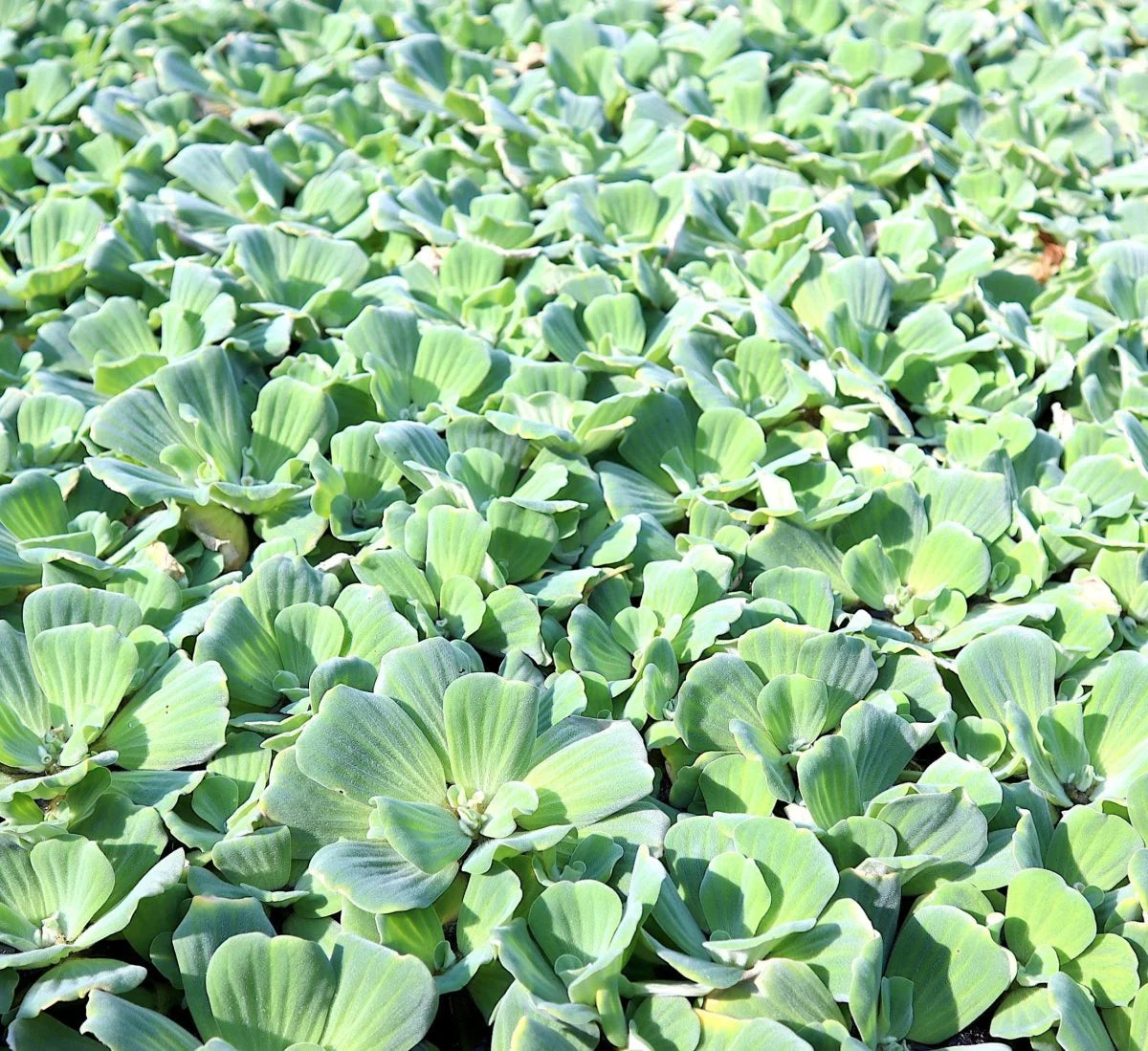 Medium Water Hyacinth & Water Lettuce Pond Plants - Floating Live Plants for Aquatic Environments - Eichhornia crassipes, Pistia stratiotes