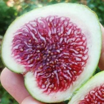 Rockaway Green Fig Cutting - Unrooted 8"+, 3+ Nodes | Rare Ficus carica, Green Skin & Red Pulp, Sweet Heirloom Fig for Propagation