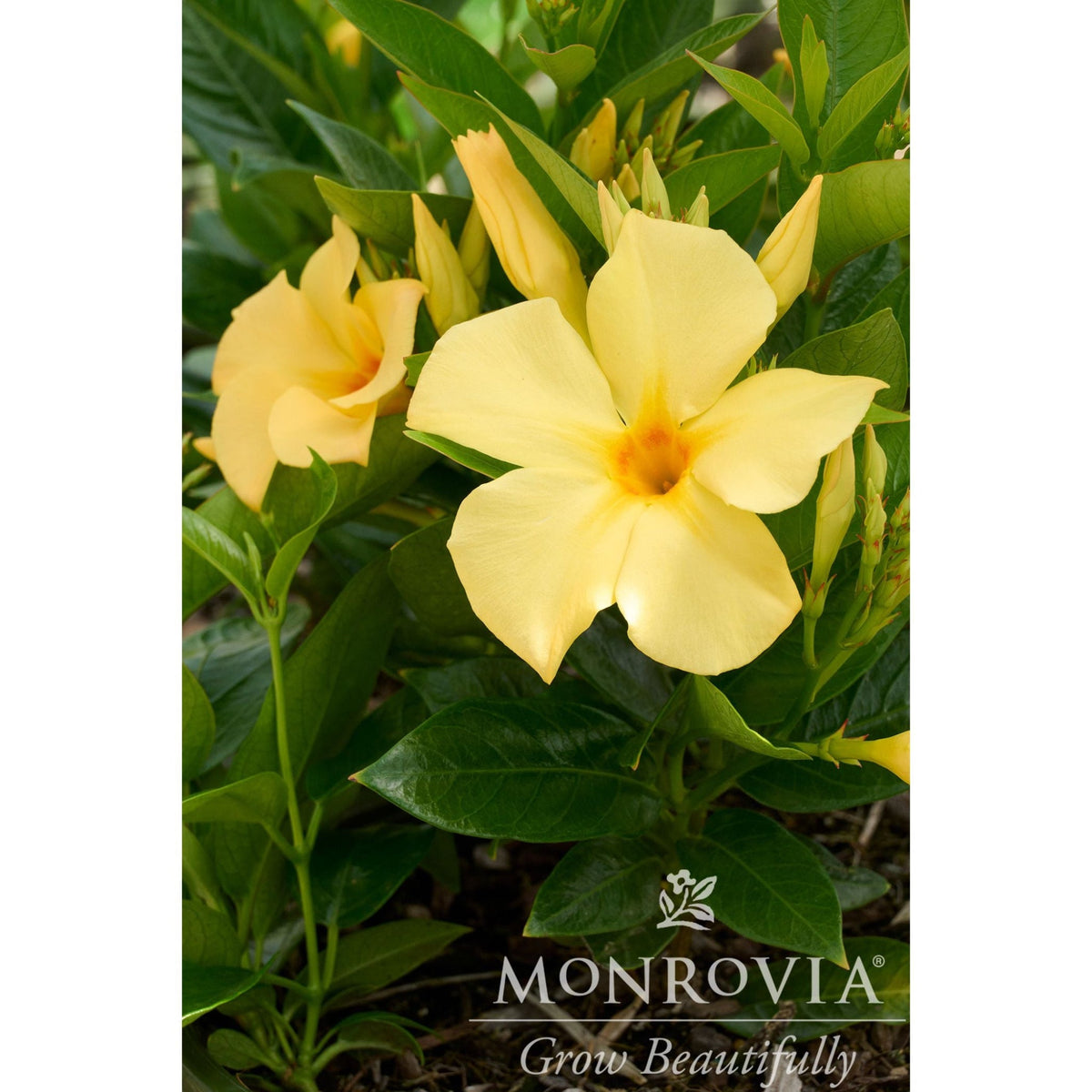 Sun Parasol® Sunbeam Mandevilla