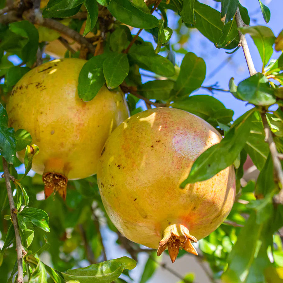 Super Rare Babylonian White Pomegranate Cuttings (Punica granatum) – 3 Fresh Scions for Rooting or Grafting – Sweet White Variety