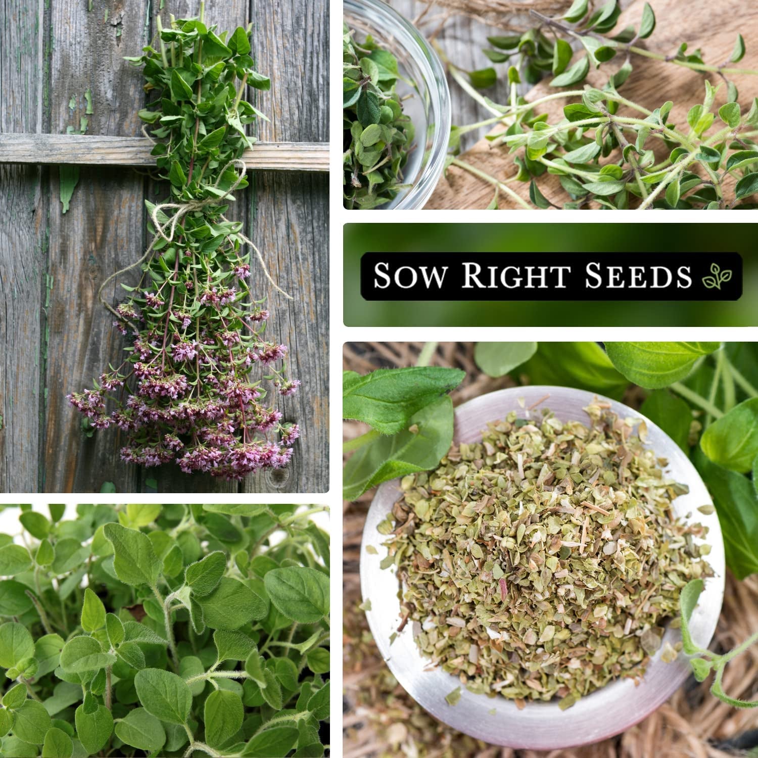 - Oregano Seed for Planting - Non-Gmo Heirloom- Instructions to Plant and Grow a Kitchen Herb Garden - Indoor or Outdoor - Gardening Gift - Produces Flavorful Leaves for Seasoning