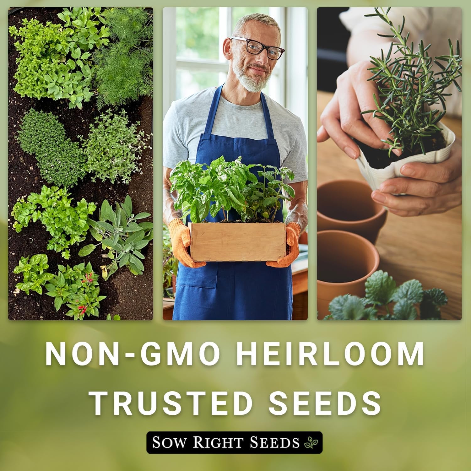 - Cilantro Seeds for Planting - Non-Gmo Heirloom Packet with Instructions to Grow a Kitchen Herb Garden - Great Addition to Your Cooking - Make Coriander Seasoning - Zesty Herb (1)