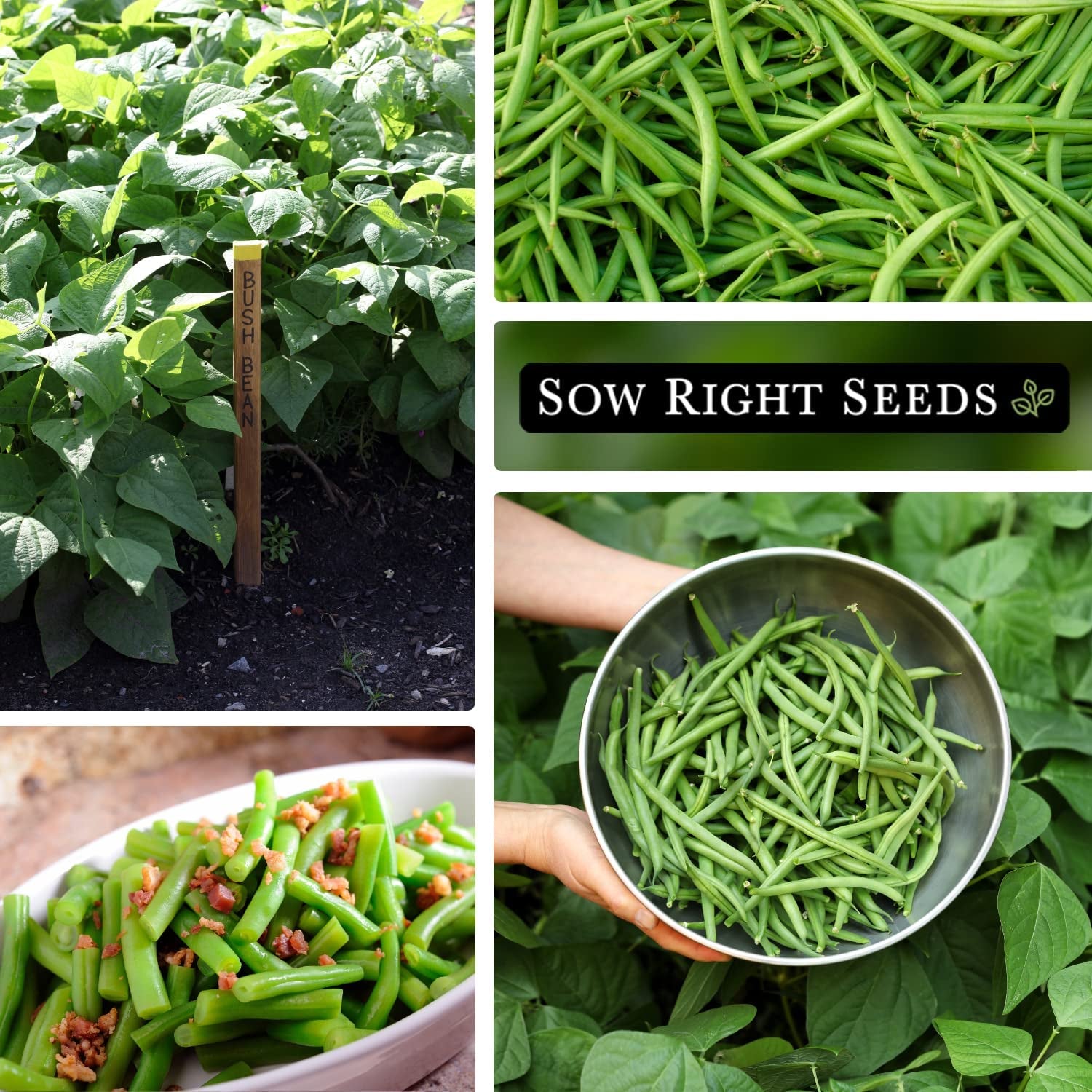 - Contender Bush Bean Seeds for Planting - Non-Gmo Heirloom Packet with Instructions to Plant a Home Vegetable Garden - Stringless Variety - Abundant Harvest, Great for Kids (1)