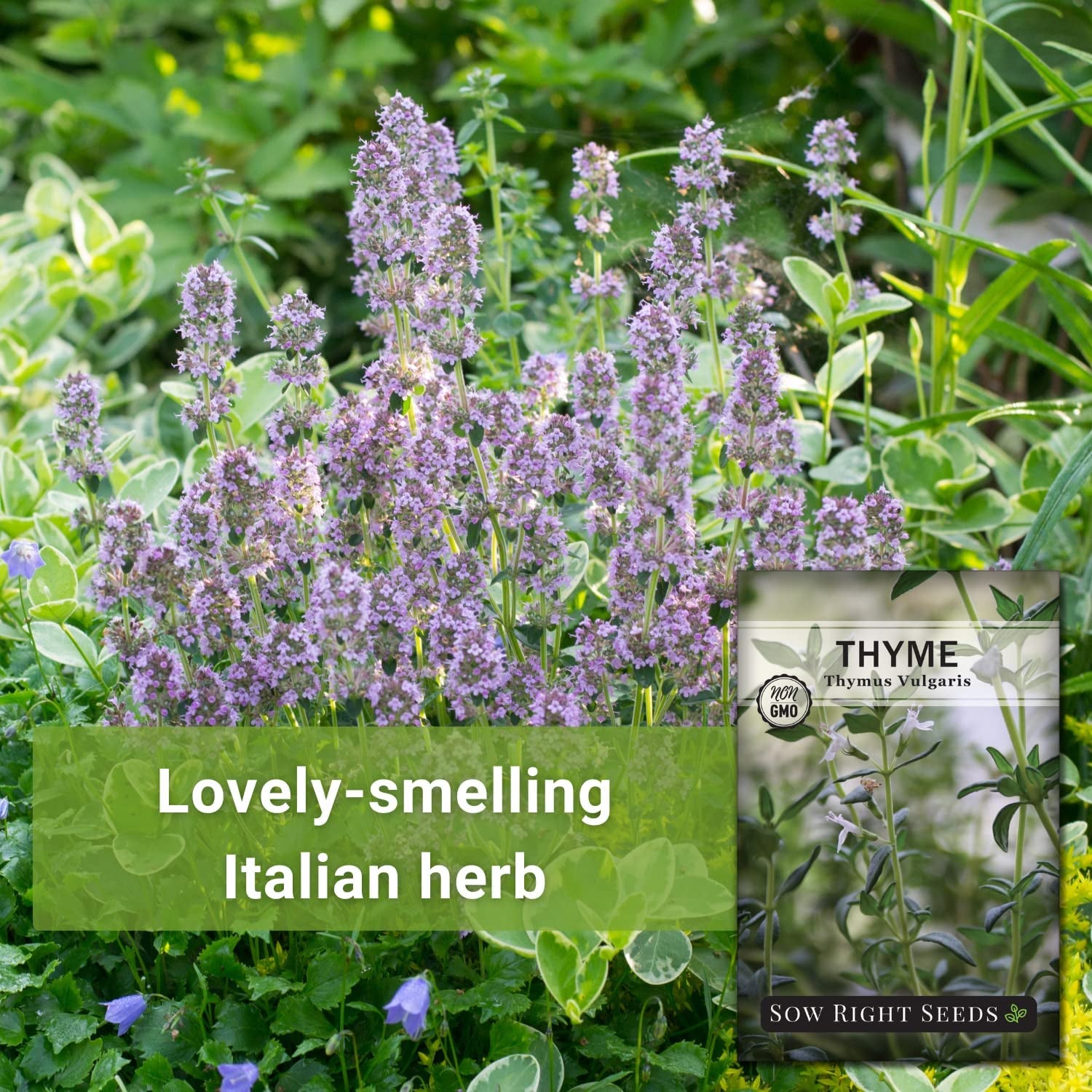 - Thyme Seed for Planting - Non-Gmo Heirloom Packet with Instructions for Easy Planting Your Kitchen Herb Garden - Indoor or Outdoor - Great for Hydroponics Growing - Culinary Herb