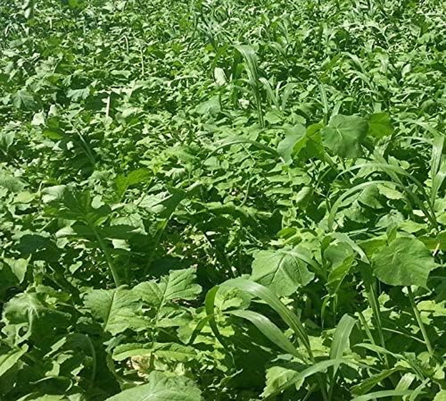 Vivant Hybrid Turnip Brassica Turnip/Rape Hybrid Deer Food Plot Seed - 1 Acre (6 Lbs)