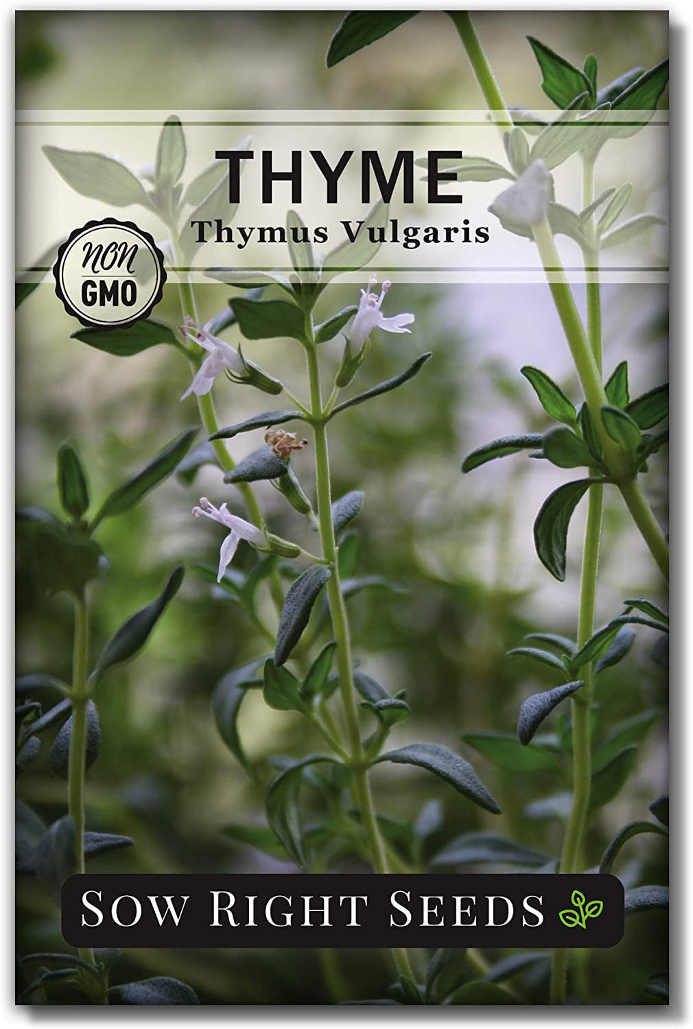 - Thyme Seed for Planting - Non-Gmo Heirloom Packet with Instructions for Easy Planting Your Kitchen Herb Garden - Indoor or Outdoor - Great for Hydroponics Growing - Culinary Herb