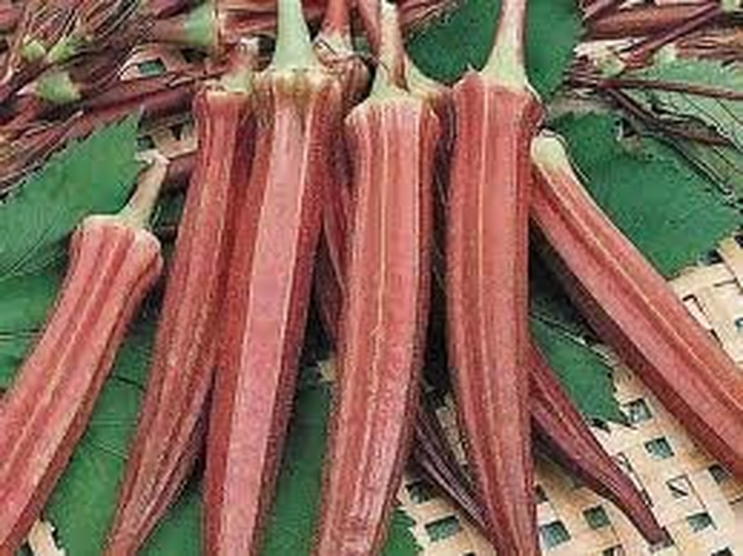 Okra RED Burgundy Great Heirloom Vegetable by  500 Seeds