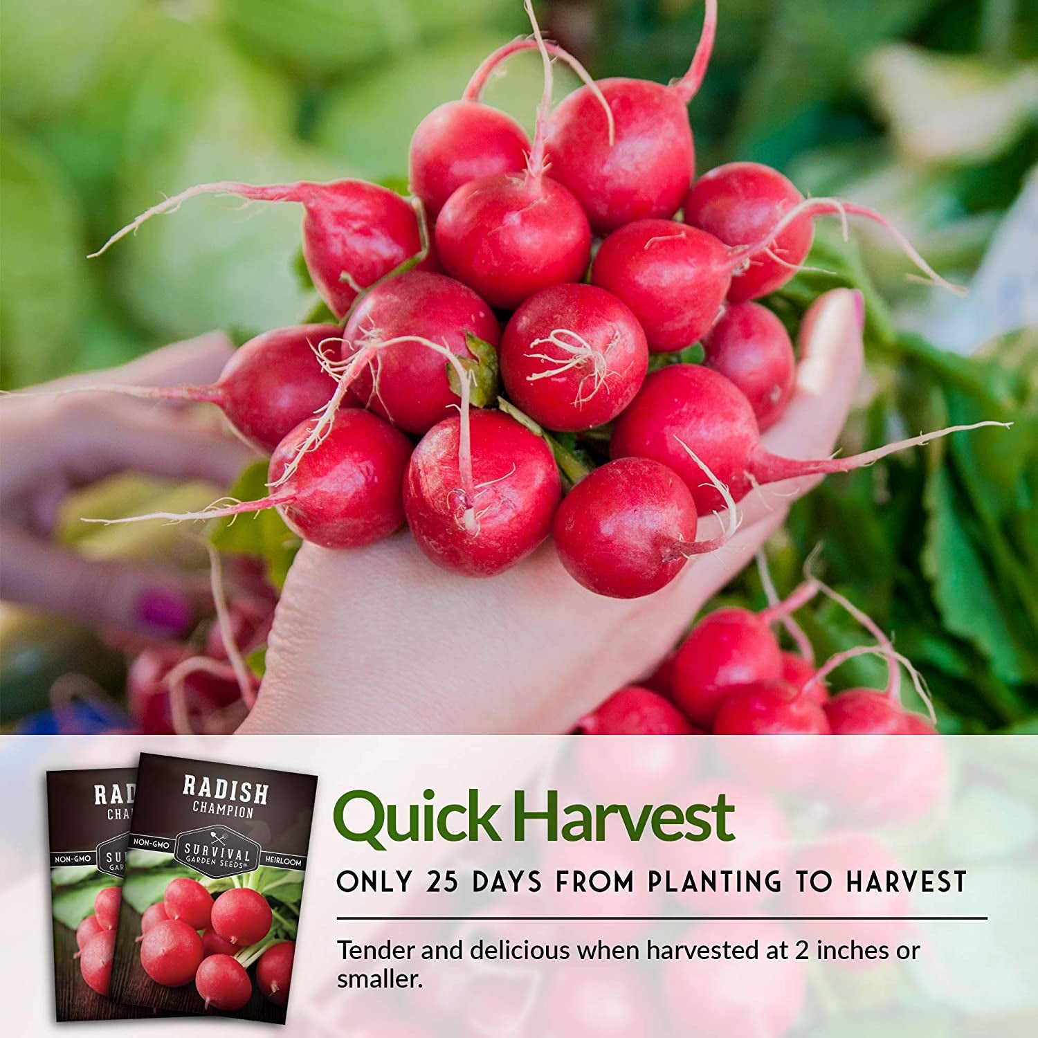 - Champion Radish Seed for Planting - Packet with Instructions to Plant and Grow Red Radishes in Your Home Vegetable Garden - Non-Gmo Heirloom Variety