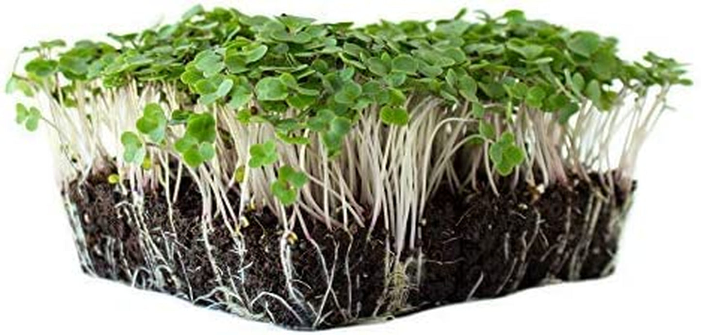 Red Russian Kale Garden Seeds - 2 Gram Packet - Non-Gmo, Heirloom Vegetable Gardening & Microgreens Seed