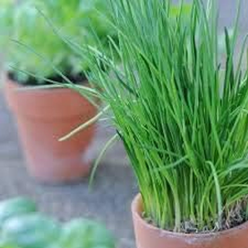 Seeds - Chives Seeds (1000 Seeds) Non-Gmo Seeds with Easy to Follow Planting Instructions - Open-Pollinated Heirloom 88% Germination Rate 1.5G (Single Packet)