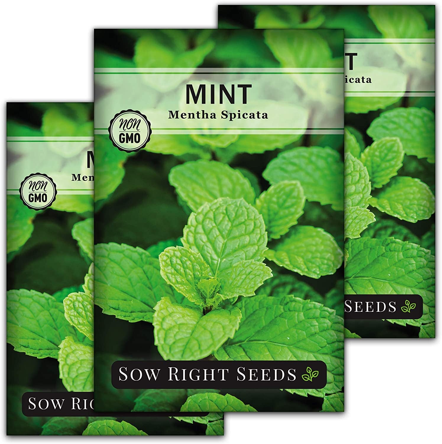 - Mint Seed for Planting - Non-Gmo Heirloom Packet with Instructions to Plant an Herbal Tea Garden - Indoors or Outdoor - Perennial and Fragrant - Hydroponics and Kitchen Gardening (3)