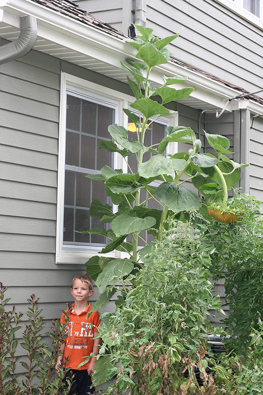 - Mammoth Sunflower Seeds to Plant - Grow Giant Sunflowers in Your Garden - Non-Gmo Heirloom Seeds for Planting an Outdoor Garden - Bright Yellow Blooms - Attract Bees and Birds