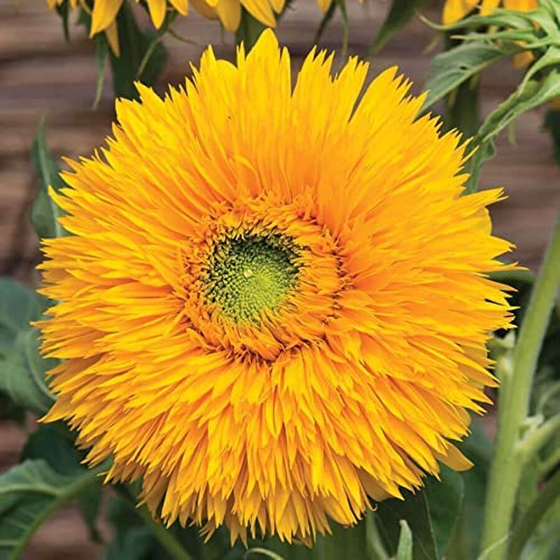 Double Sunking Sunflower Seeds, Double Flower Classic, Pack of 50 Seeds