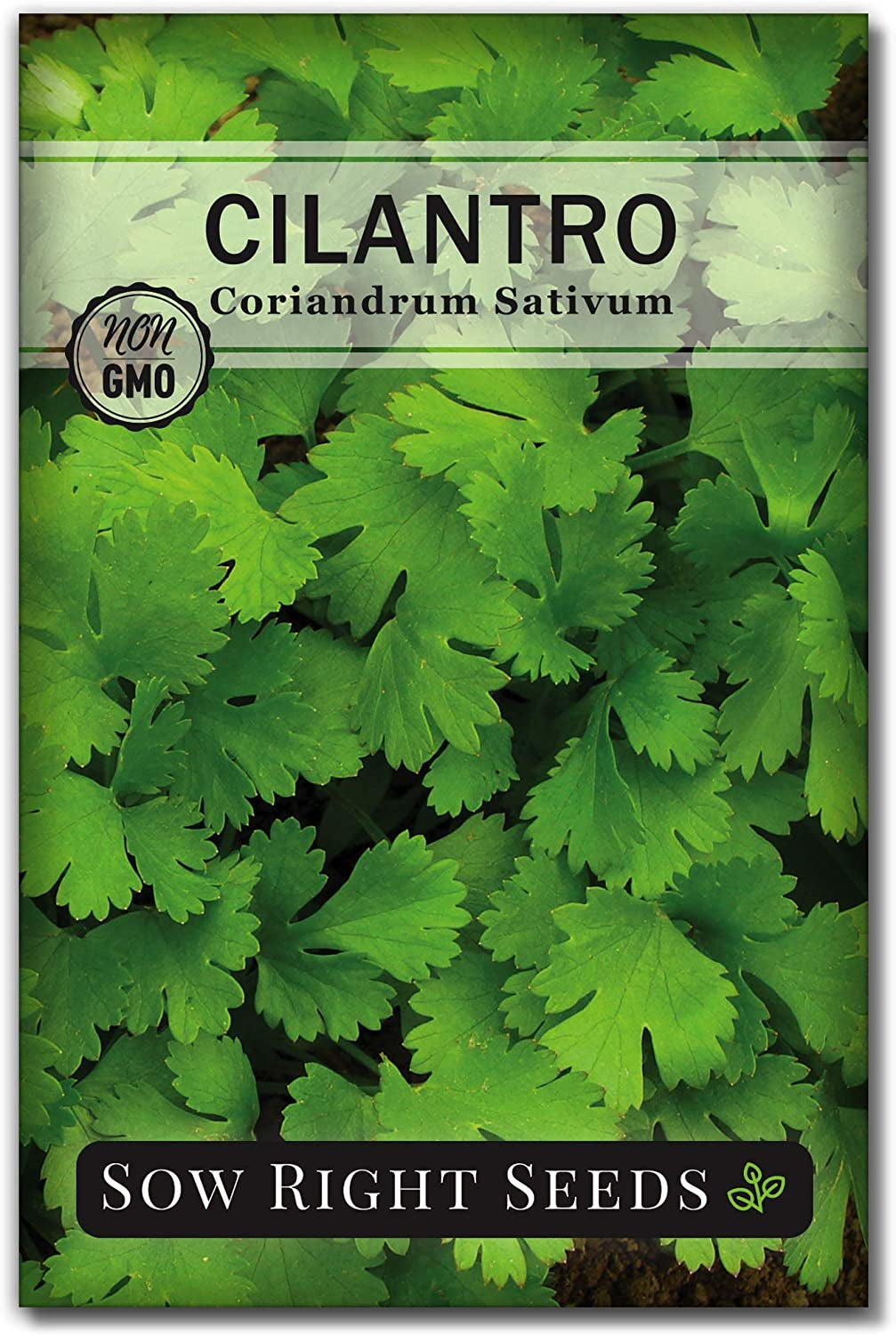 - Cilantro Seeds for Planting - Non-Gmo Heirloom Packet with Instructions to Grow a Kitchen Herb Garden - Great Addition to Your Cooking - Make Coriander Seasoning - Zesty Herb (1)