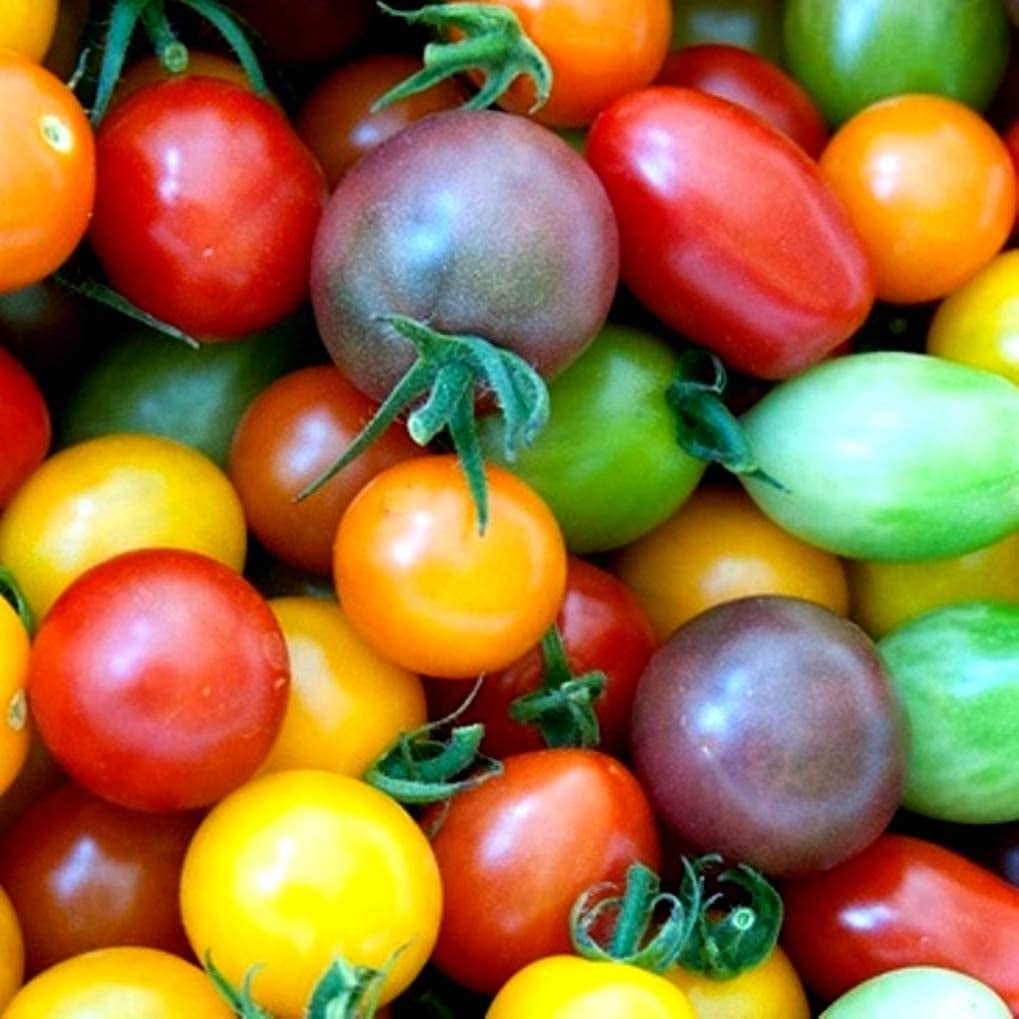 Rainbow Cherry Tomato Seeds - Solanum Lycopersicum - 85 Seeds, or 1/4 Gram - B94