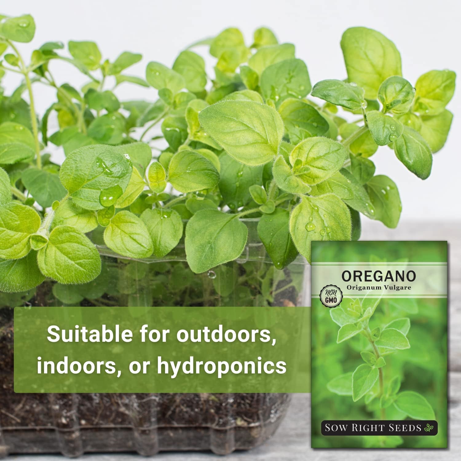- Oregano Seed for Planting - Non-Gmo Heirloom- Instructions to Plant and Grow a Kitchen Herb Garden - Indoor or Outdoor - Gardening Gift - Produces Flavorful Leaves for Seasoning