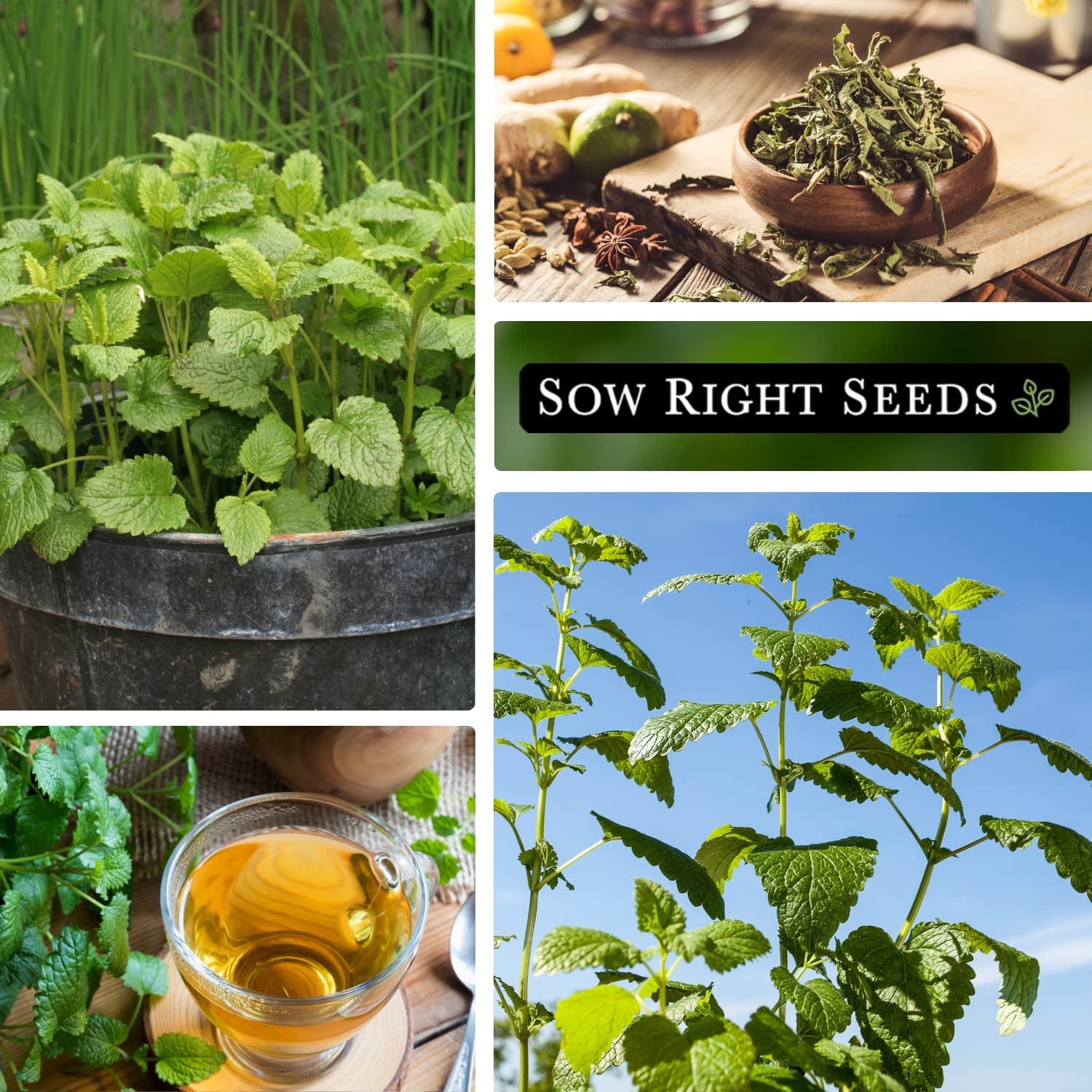 - Lemon Balm Seeds for Planting - Non-Gmo Heirloom Packet with Instructions - Easy to Grow Herb Garden - Aromatic Medicinal Herb and Great for Herbal Teas - Perennial Mint Relative