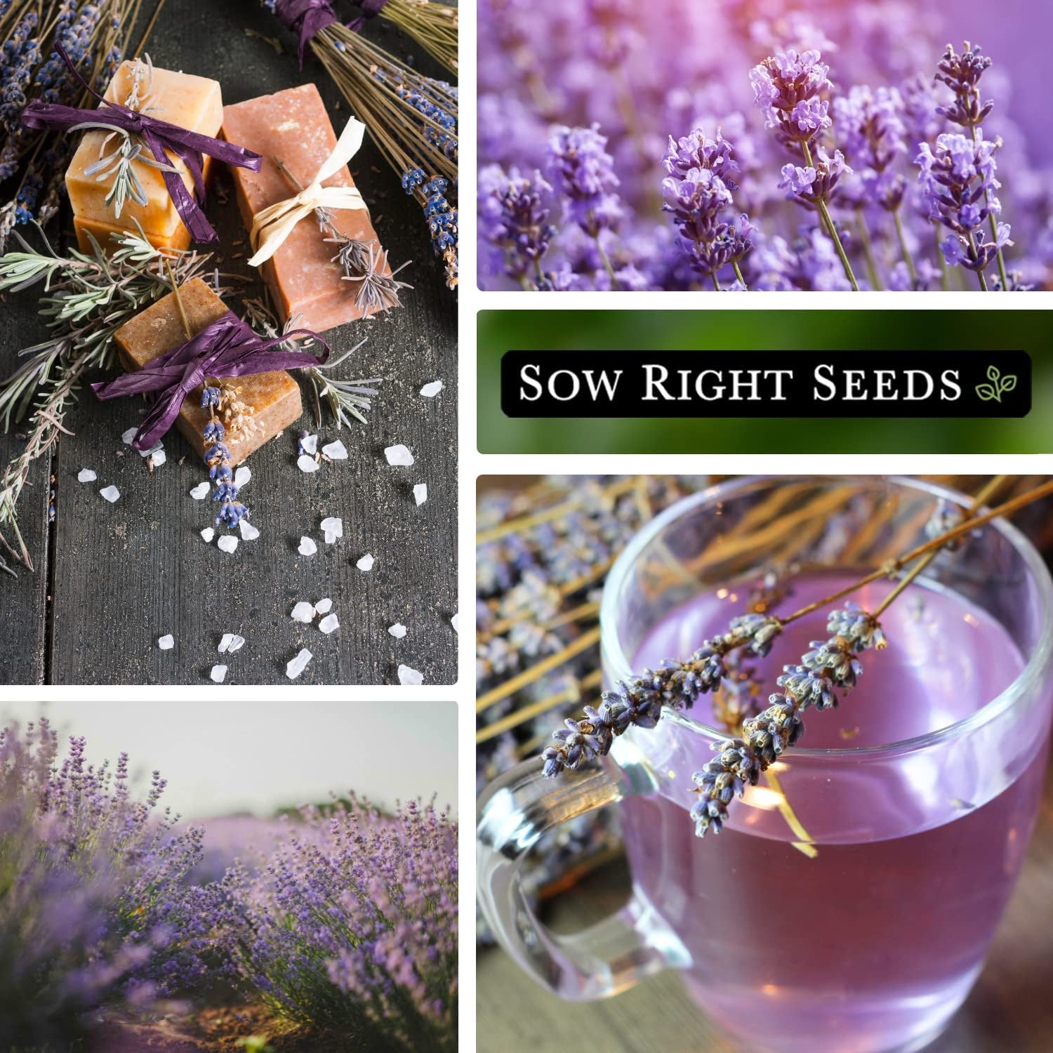 - Lavender Seeds for Planting - Non-Gmo Heirloom Packet with Instructions to Grow a Beautiful Indoor or Outdoor Herb Garden - Attract Pollinators - Perennial Light Purple Blooms (1)